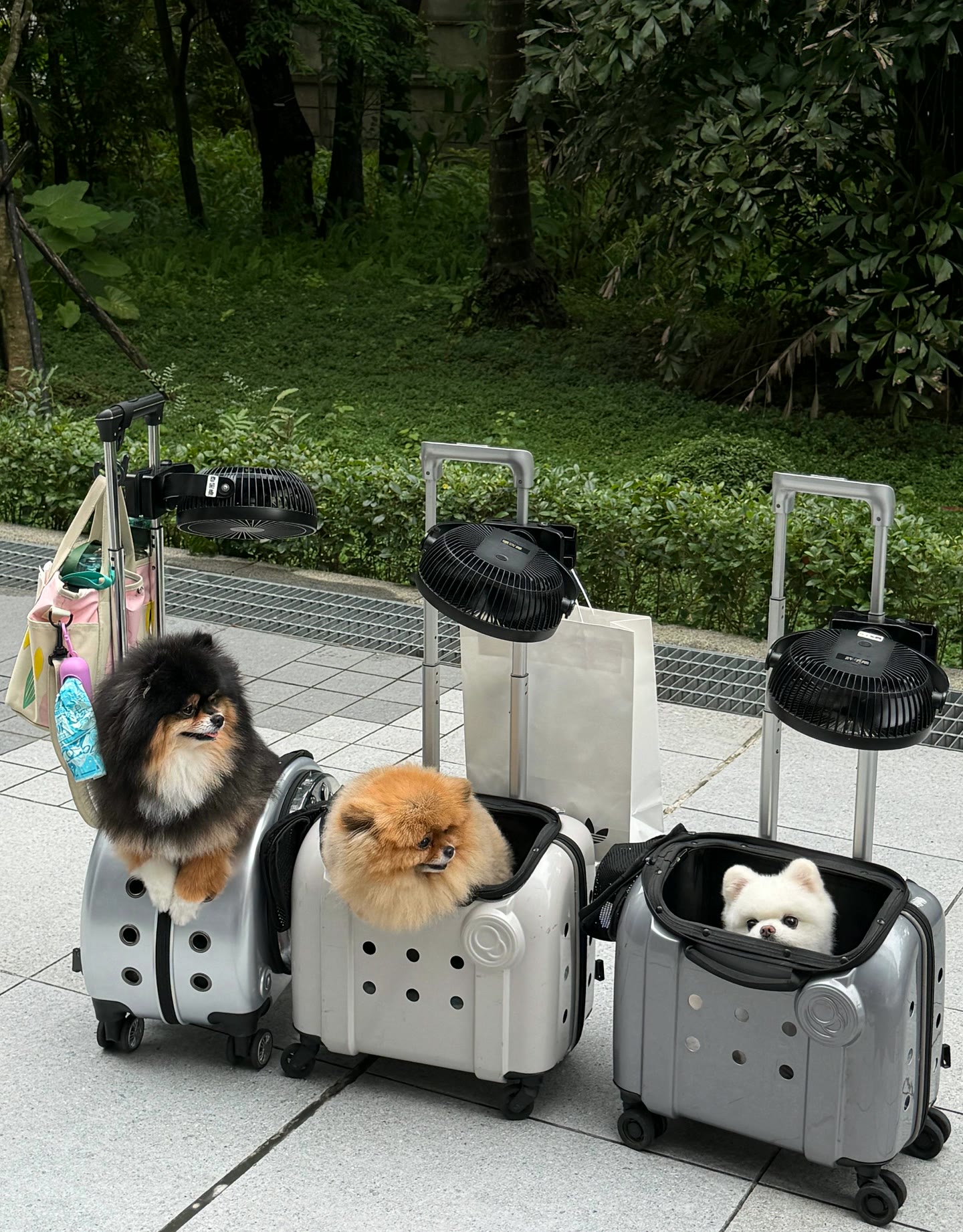 이사 직후 현관에 남은 이동장과 상자